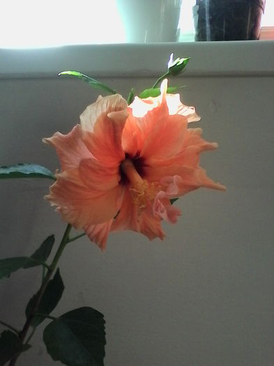 IMG_20151016_105919 - Hibiscus Classic Apricot