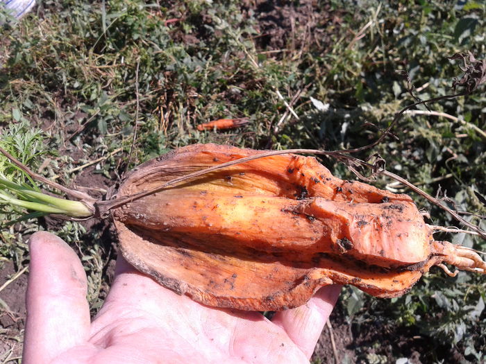 Fotografie0071 morcovul hot-dog (1)