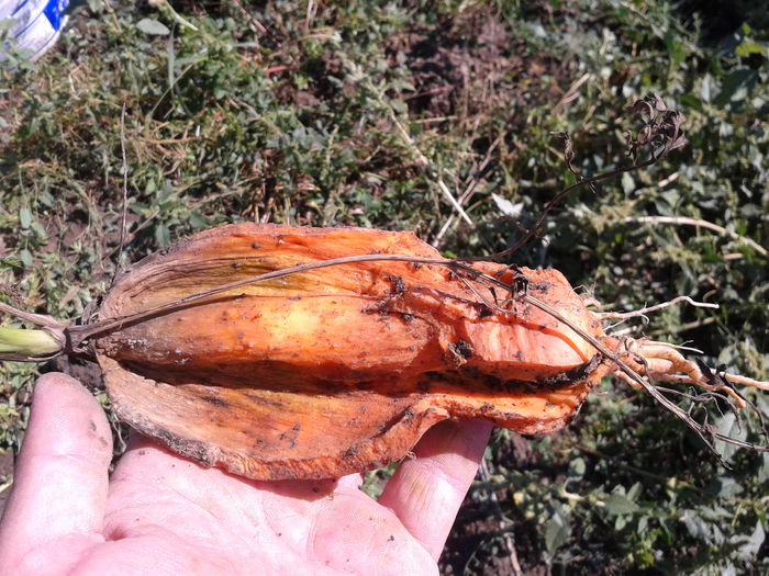 Fotografie0071 morcovul hot-dog (3)