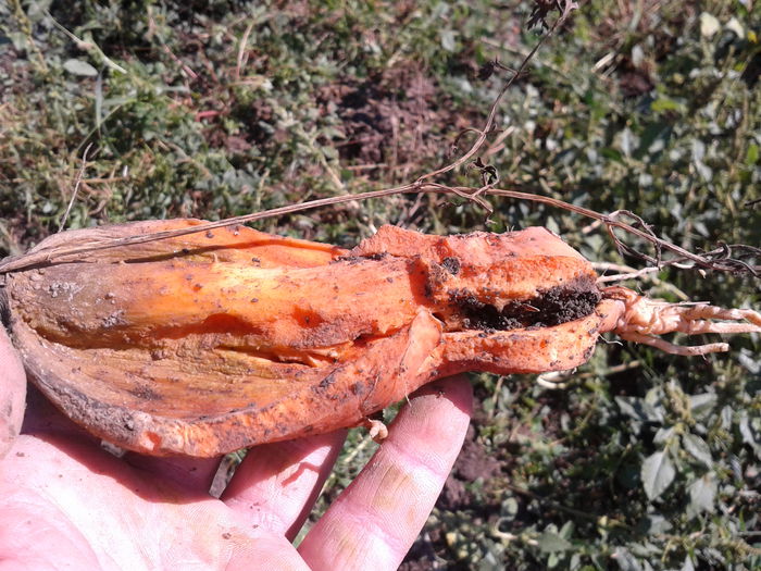 Fotografie0071 morcovul hot-dog (4)