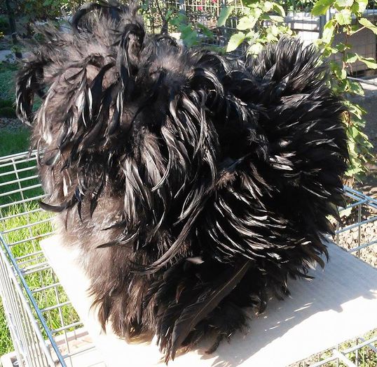 12166878_1615019748765450_177838533_n