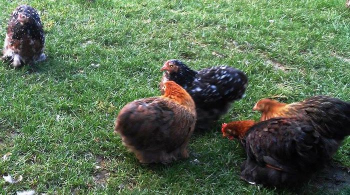 12167151_1615017188765706_905347463_n