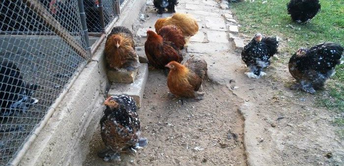 12170374_1615017215432370_1558664399_n