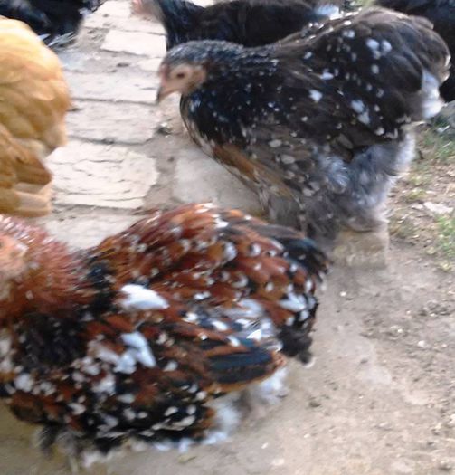 12170521_1615017152099043_1764563047_n