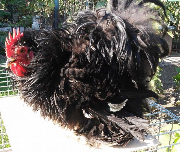 12170614_1615019762098782_1293405905_n