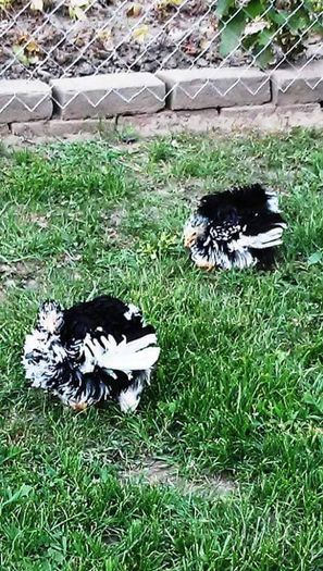 12170640_1615017028765722_1378024746_n