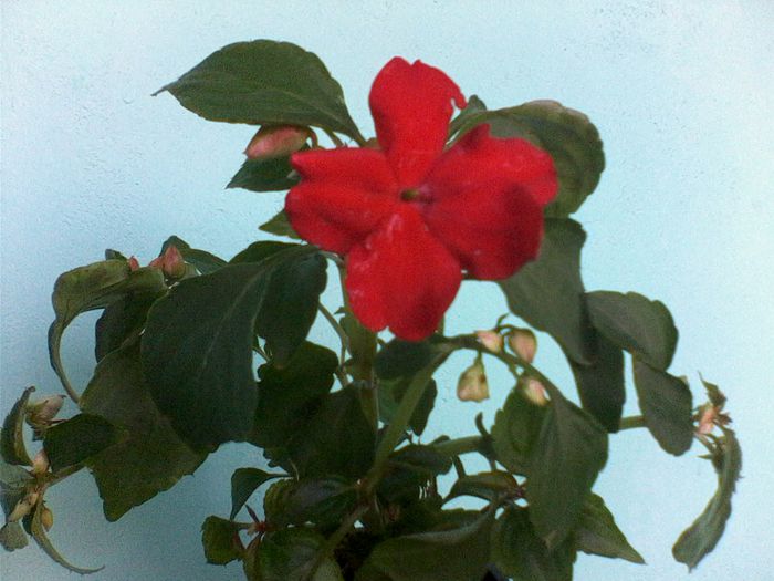 IMG0376A - FLORI -2015-2016