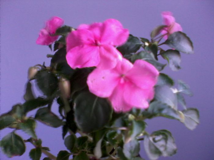 IMG0423A - FLORI -2015-2016