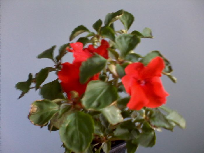 IMG0424A - FLORI -2015-2016