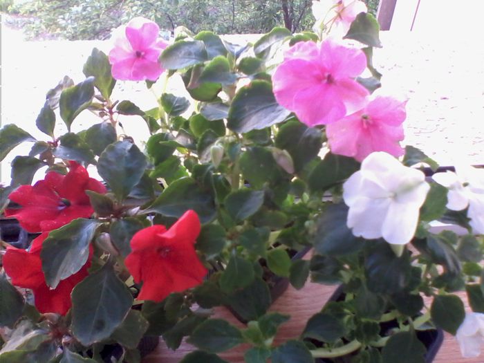 IMG0427A - FLORI -2015-2016