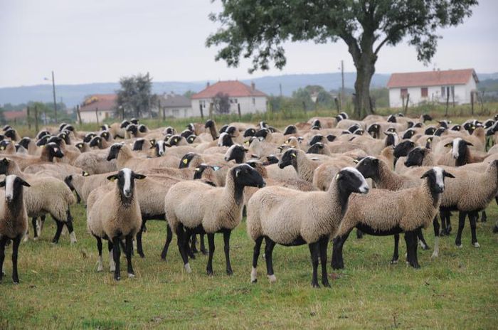 Oi  franceze Bizet frumoase