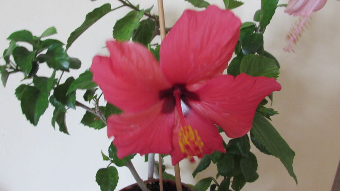 009 - Hibiscus 2015 -2