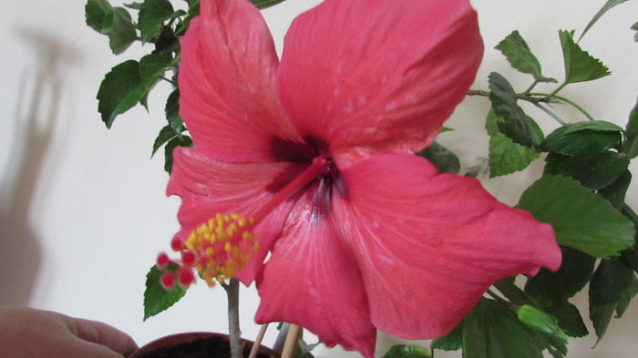 008 - Hibiscus 2015 -2