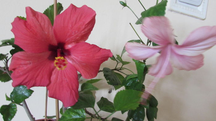 017 - Hibiscus 2015 -2