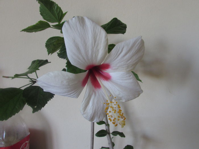 028 - Hibiscus 2015 -2