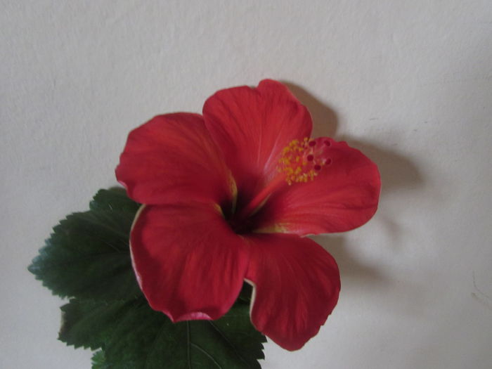 Starly Wind - Hibiscus 2015 -2