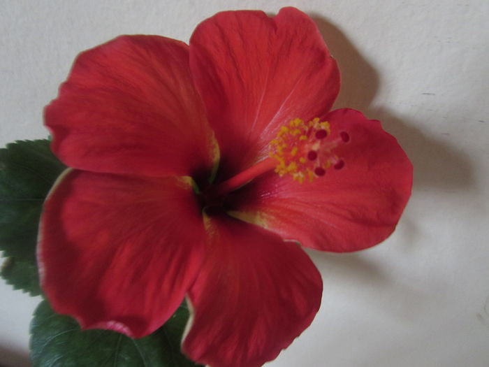 044 - Hibiscus 2015 -2