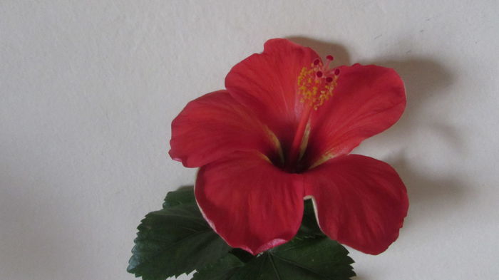 052 - Hibiscus 2015 -2