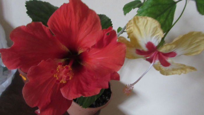 067 - Hibiscus 2015 -2