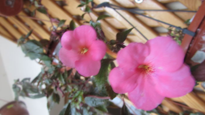 Jay dee Pink