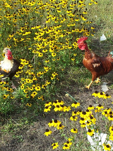 2015-10-15 14.15.54 - Peisaj de toamna cu gaini pitici