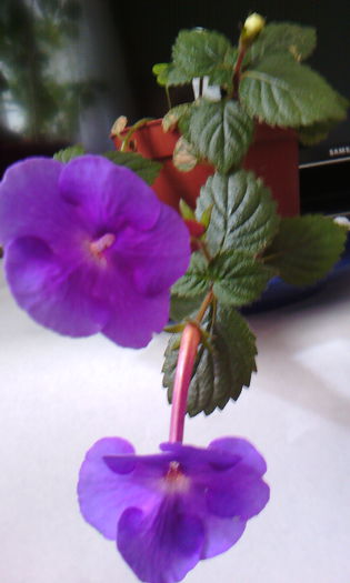 Purple king