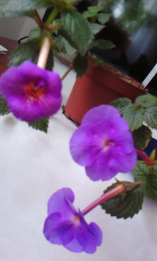 2015-10-17 12.52.17 - ACHIMENES