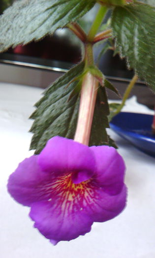 Rainbow warrior - ACHIMENES