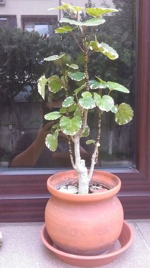 Aralia variegata (Polyscias scutellaria)