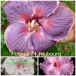 24-fabourg - HIBISCUS TROPICAL DE MOOREA seamana copiii cu PARINTII intrebare