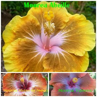 abeille - HIBISCUS TROPICAL DE MOOREA seamana copiii cu PARINTII intrebare