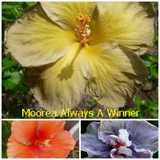 always-a-winner - HIBISCUS TROPICAL DE MOOREA seamana copiii cu PARINTII intrebare