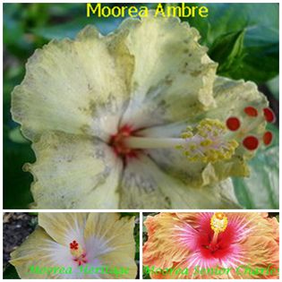 ambre - HIBISCUS TROPICAL DE MOOREA seamana copiii cu PARINTII intrebare