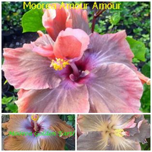 amour-amour - HIBISCUS TROPICAL DE MOOREA seamana copiii cu PARINTII intrebare