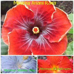 anani-rava - HIBISCUS TROPICAL DE MOOREA seamana copiii cu PARINTII intrebare