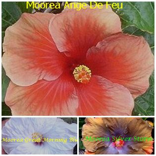 ange-de-feu - HIBISCUS TROPICAL DE MOOREA seamana copiii cu PARINTII intrebare