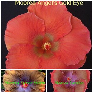 angels-gold-eye - HIBISCUS TROPICAL DE MOOREA seamana copiii cu PARINTII intrebare