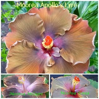 apollos-lyre - HIBISCUS TROPICAL DE MOOREA seamana copiii cu PARINTII intrebare