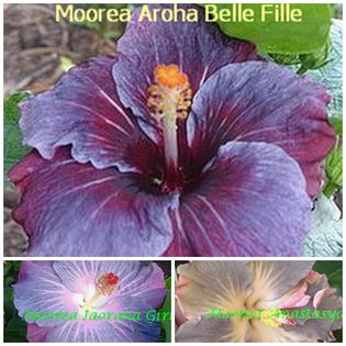 aroha-belle-fille - HIBISCUS TROPICAL DE MOOREA seamana copiii cu PARINTII intrebare