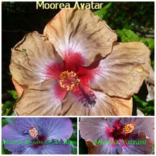 avatar - HIBISCUS TROPICAL DE MOOREA seamana copiii cu PARINTII intrebare