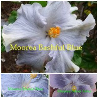 bashful-blue - HIBISCUS TROPICAL DE MOOREA seamana copiii cu PARINTII intrebare