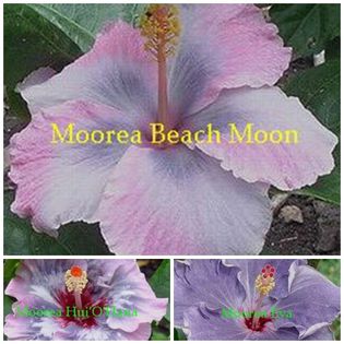 beach-moon - HIBISCUS TROPICAL DE MOOREA seamana copiii cu PARINTII intrebare