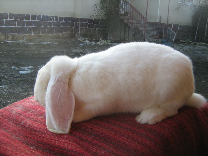 mama puilor femela 1 - cuib  f1si m1 din 20 09 2015