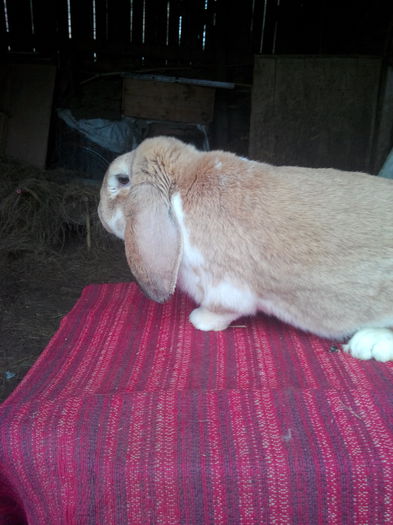 tatal m1 - cuib  f1si m1 din 20 09 2015