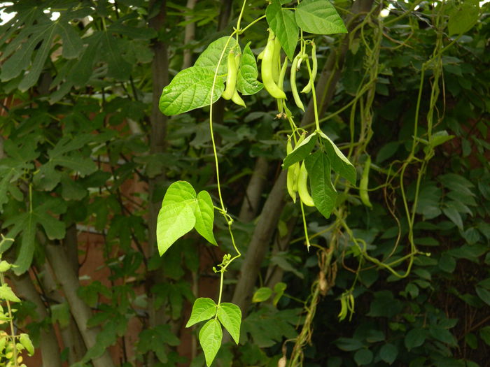 DSCN0971