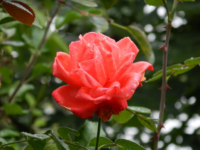 DSCN0979