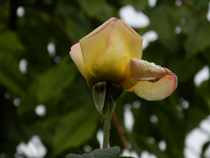 DSCN0980