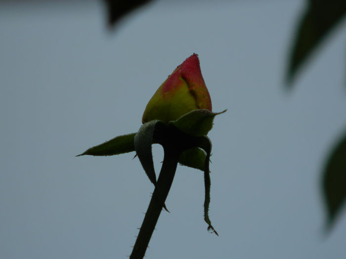 DSCN0983