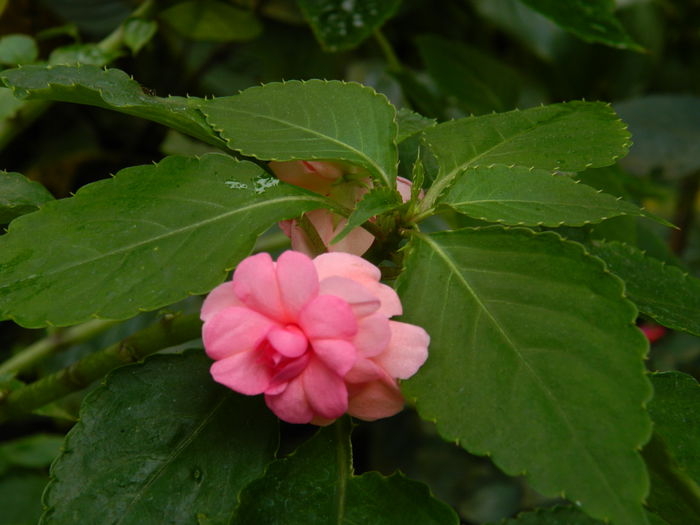 DSCN0984