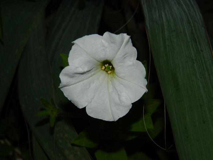 DSCN0990